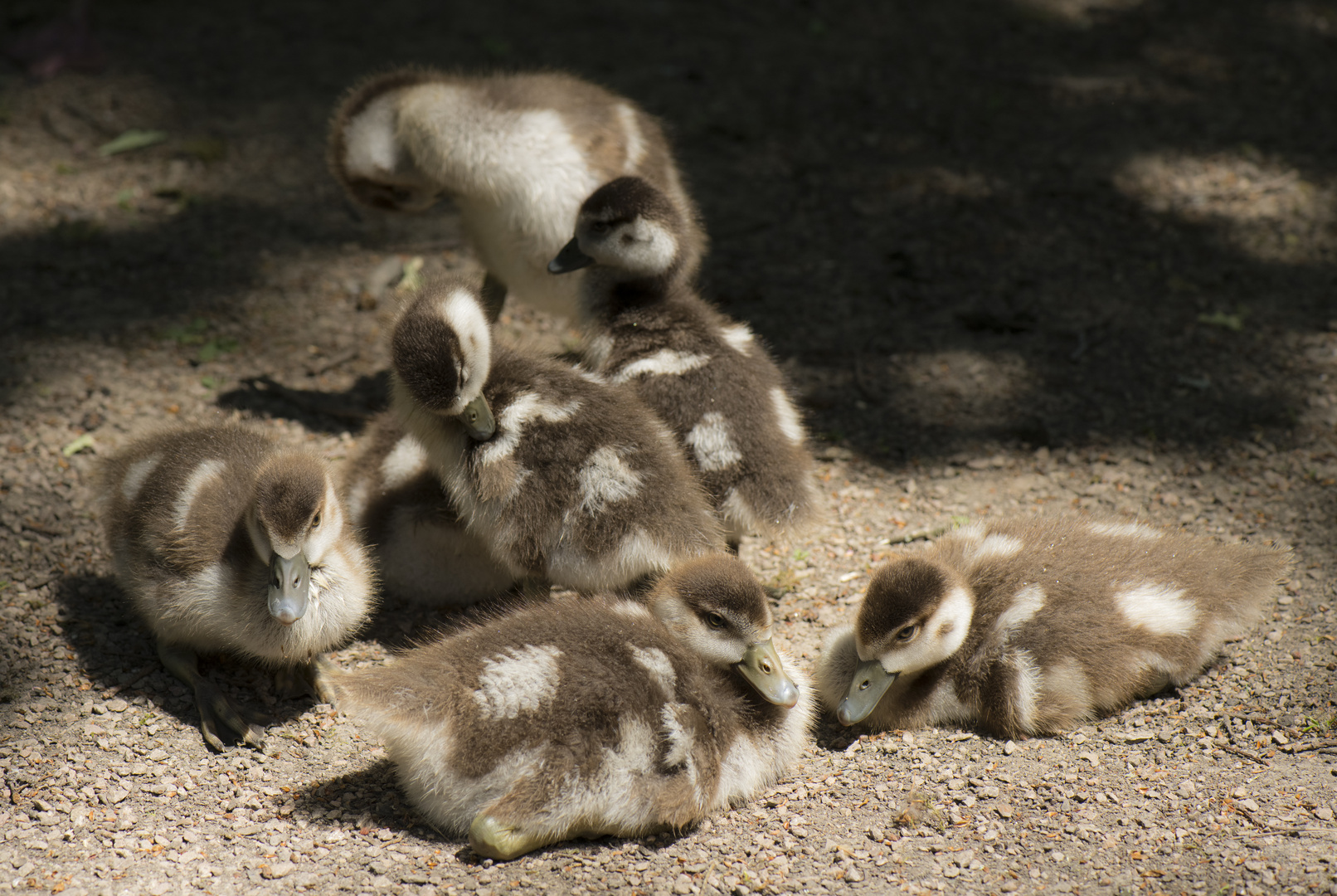 Kuschelgruppe