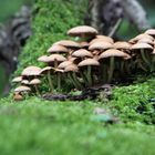 Kuschelgruppe auf dem Baum