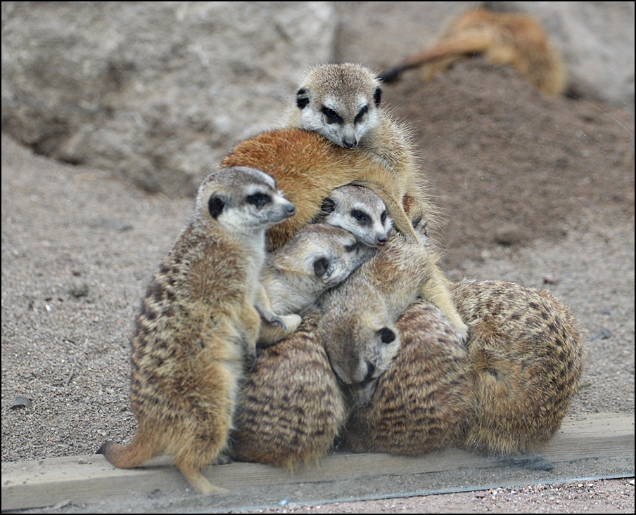 * Kuschelhaufen *