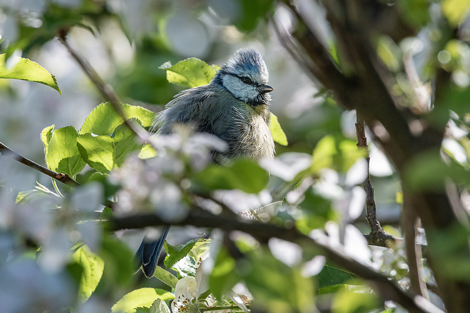 Kuschelig Blaumeise