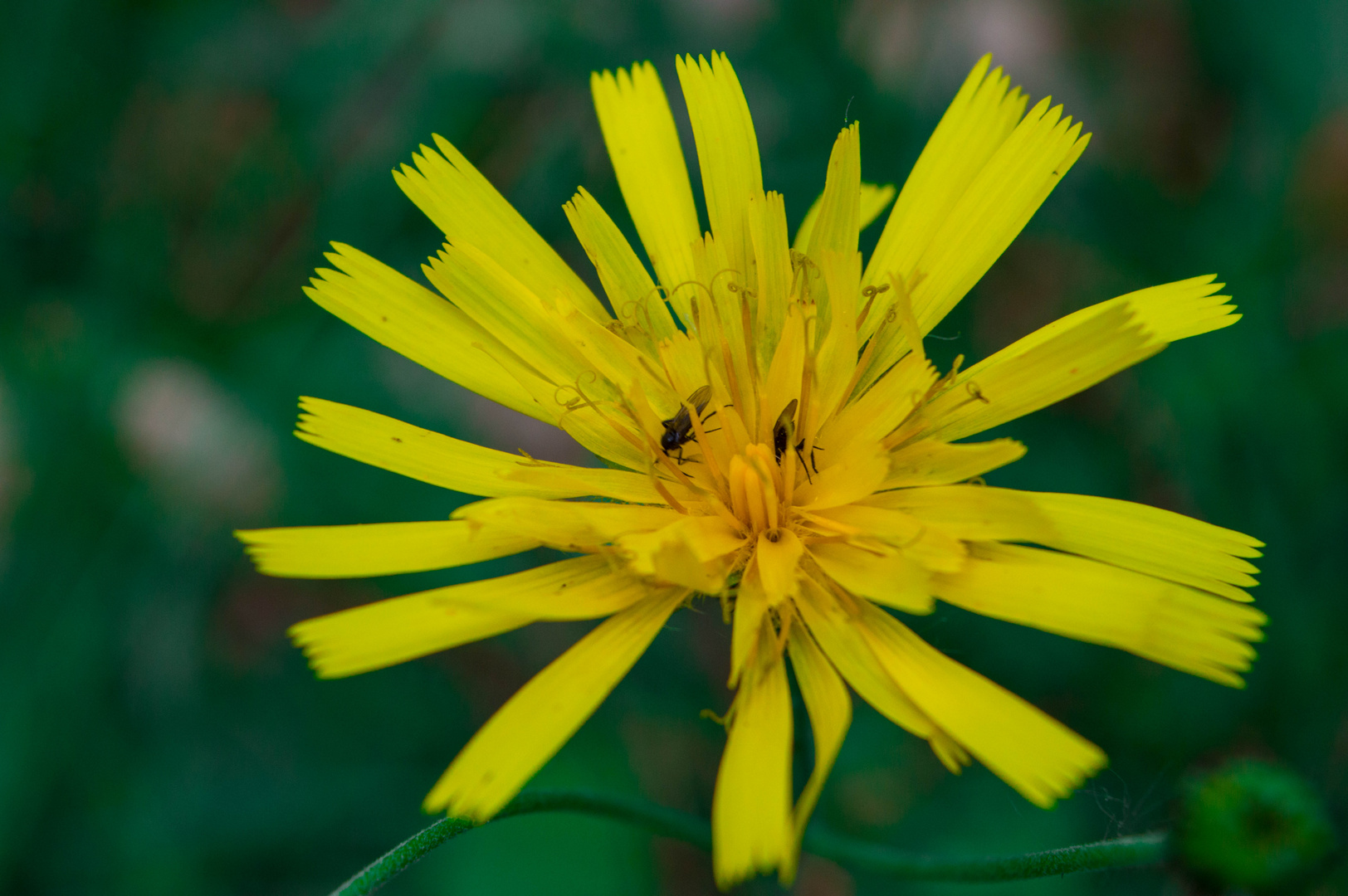 Kuschelige Blume