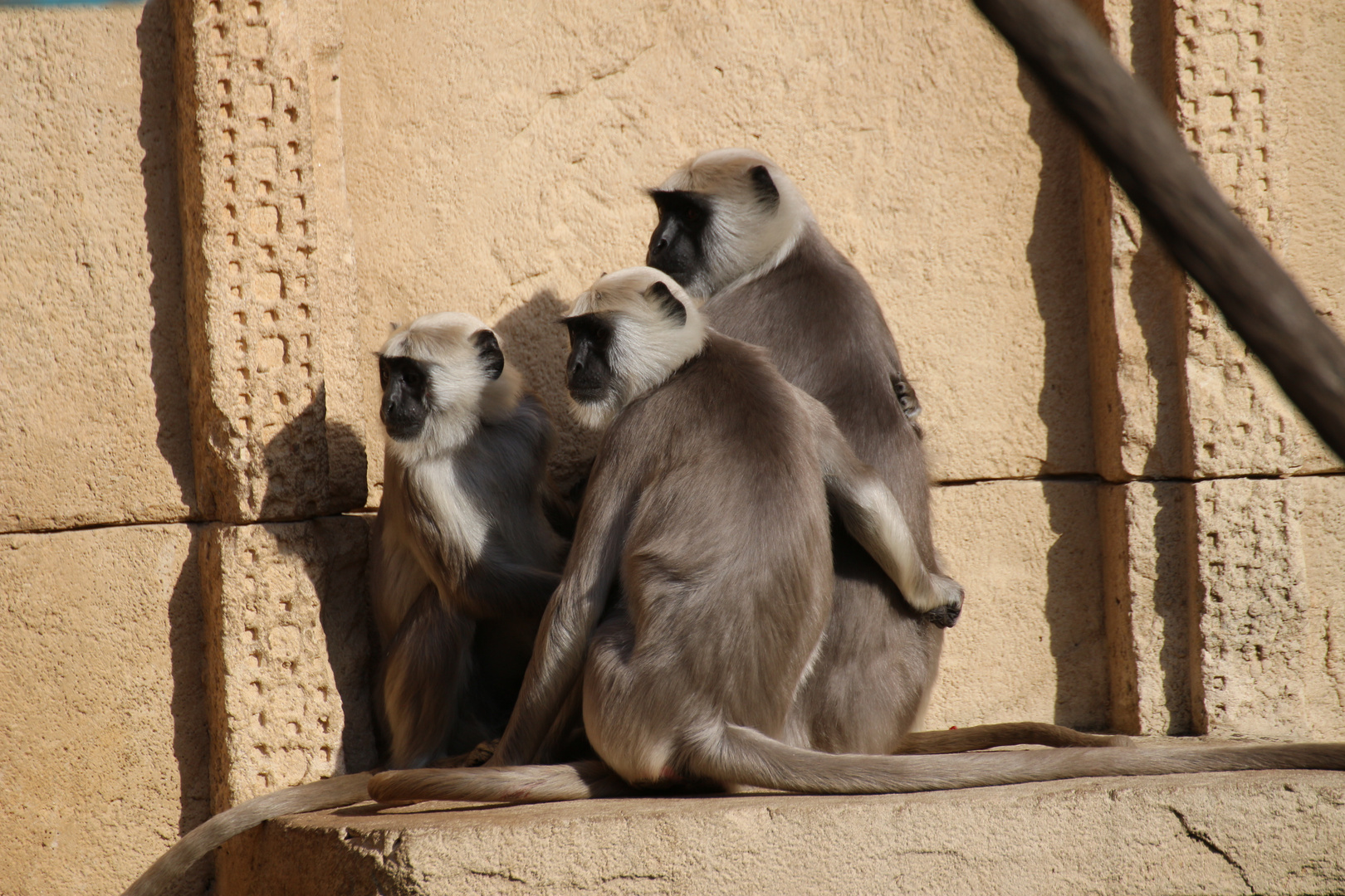 .....kuschelige Familie im Zoo