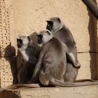 .....kuschelige Familie im Zoo