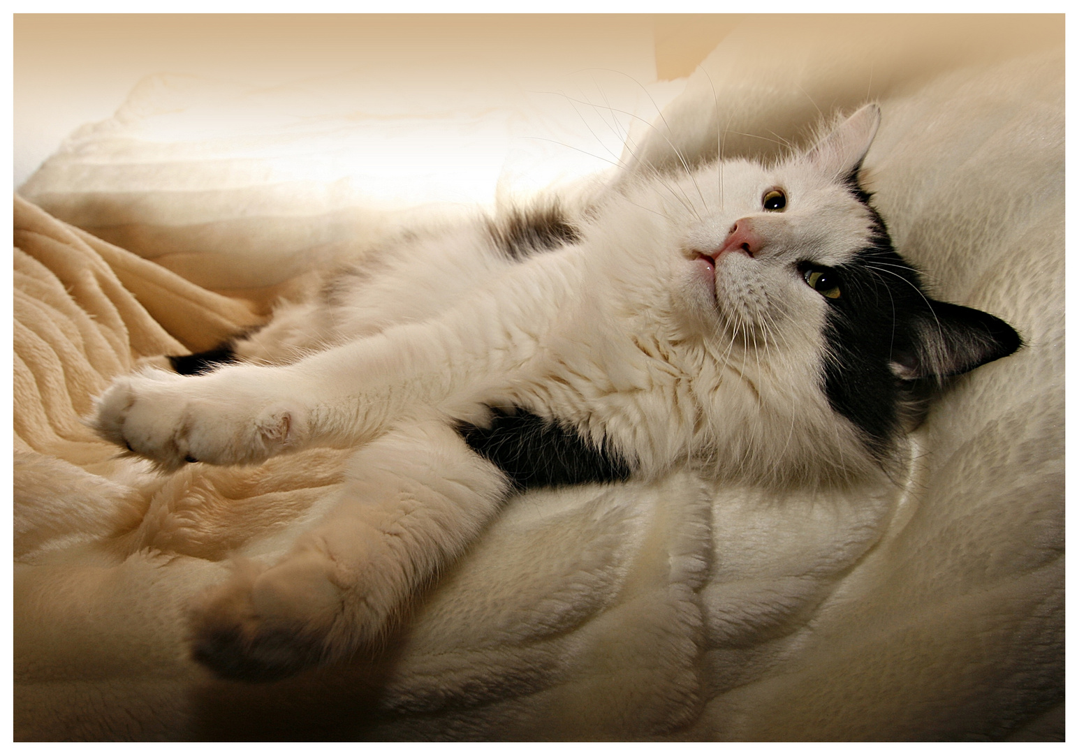 kuschelige Sonntagsgrüße Foto &amp; Bild tiere, haustiere, katzen Bilder