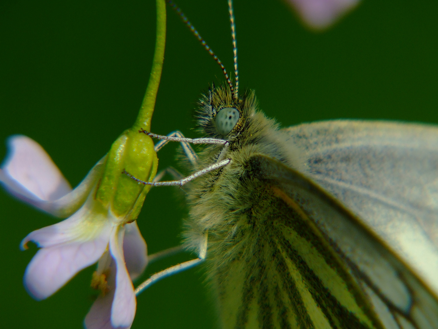 Kuscheliger Schmetterling