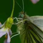 Kuscheliger Schmetterling