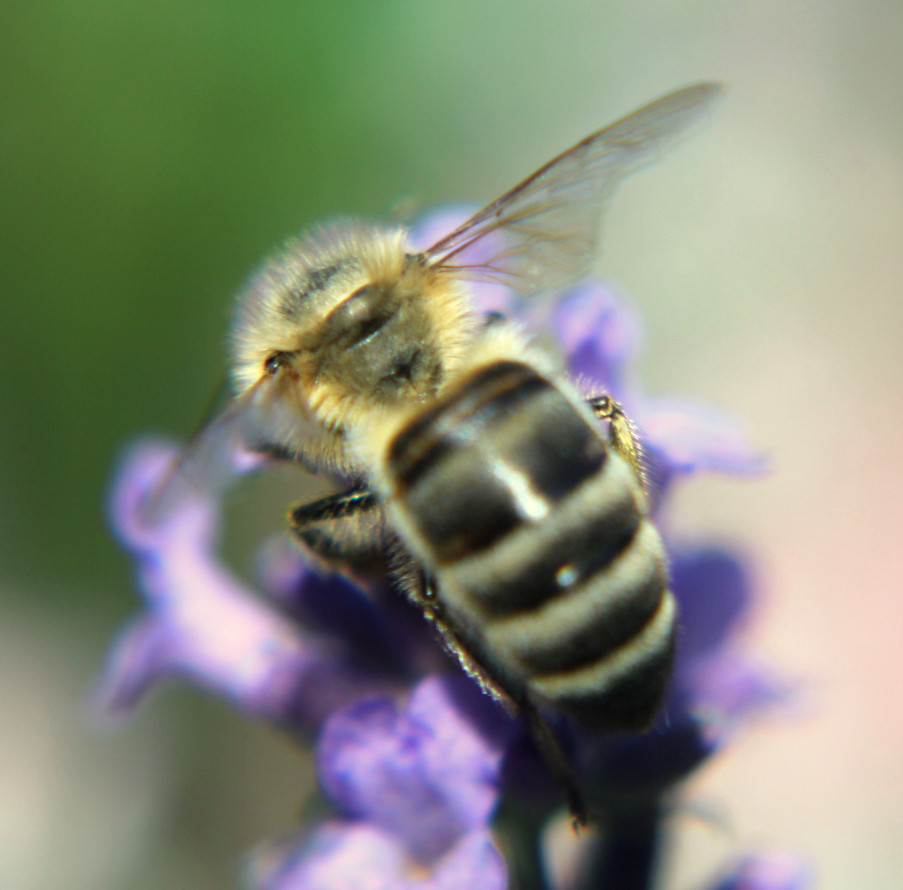 kuscheliges Bienchen ;-)