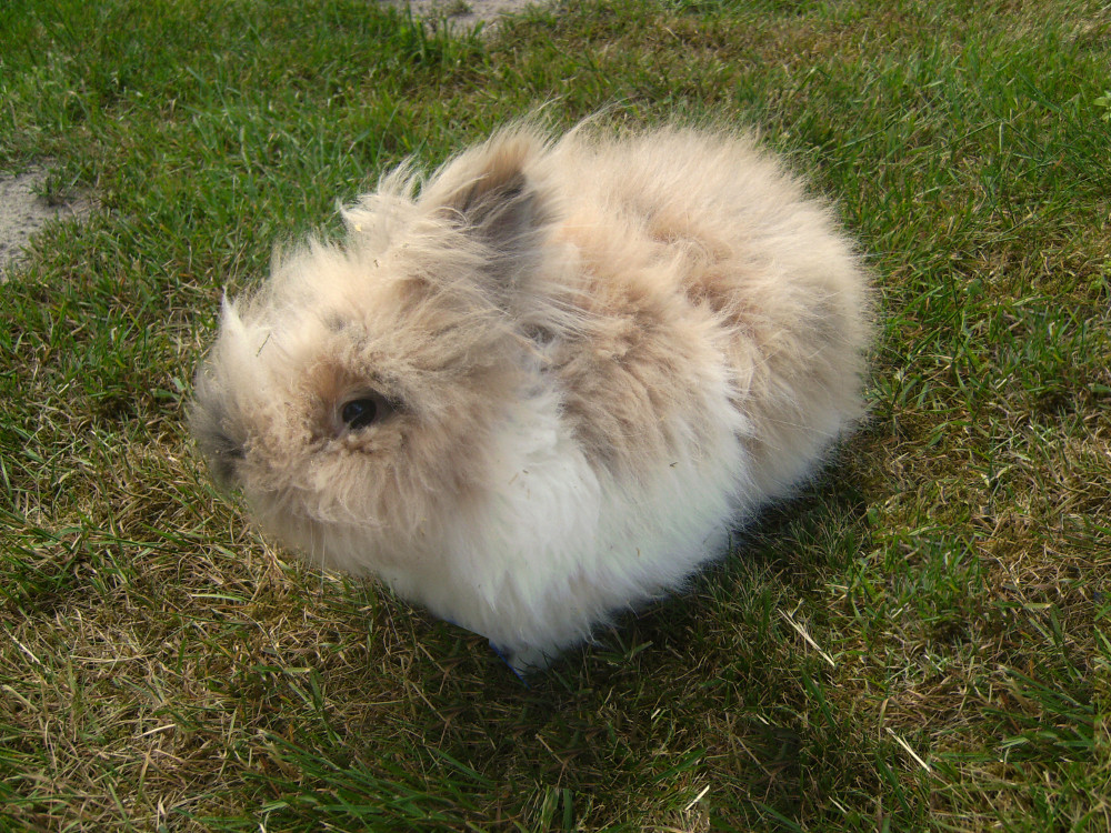 kuscheliges kaninchen