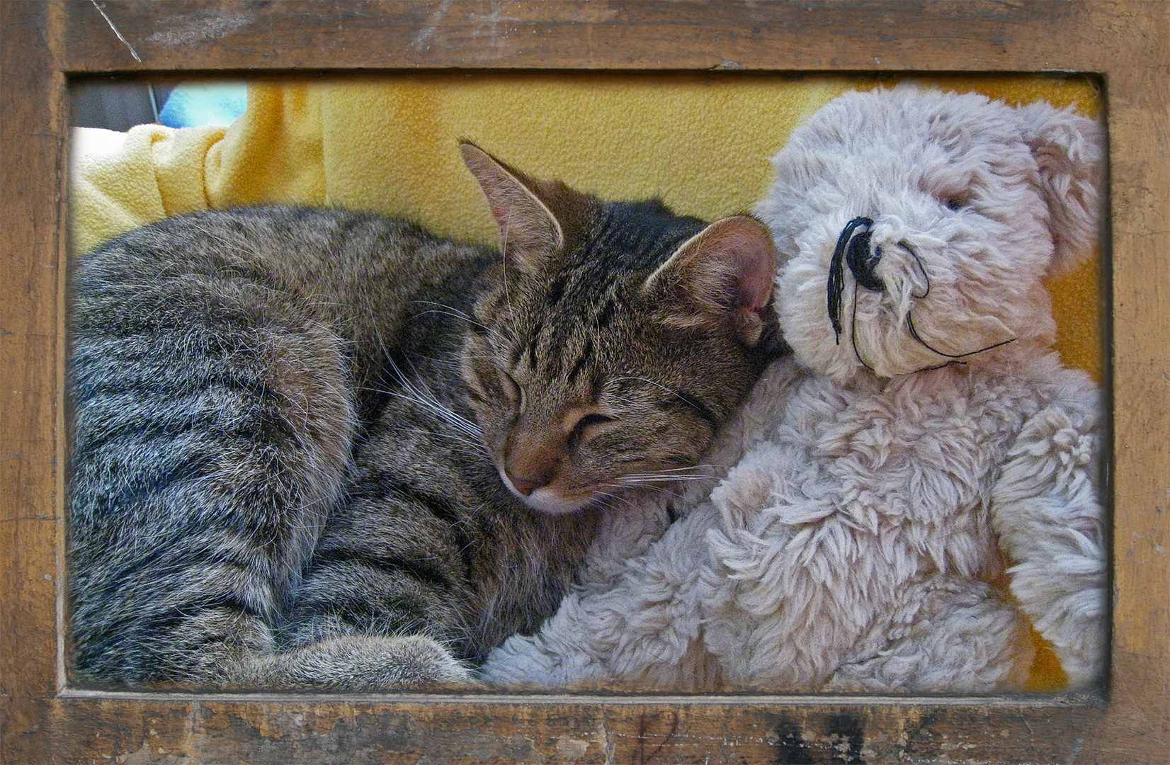 Kuschelkater und Kuschelbär