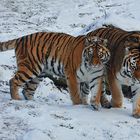 Kuschelkatzen im Schnee :-)