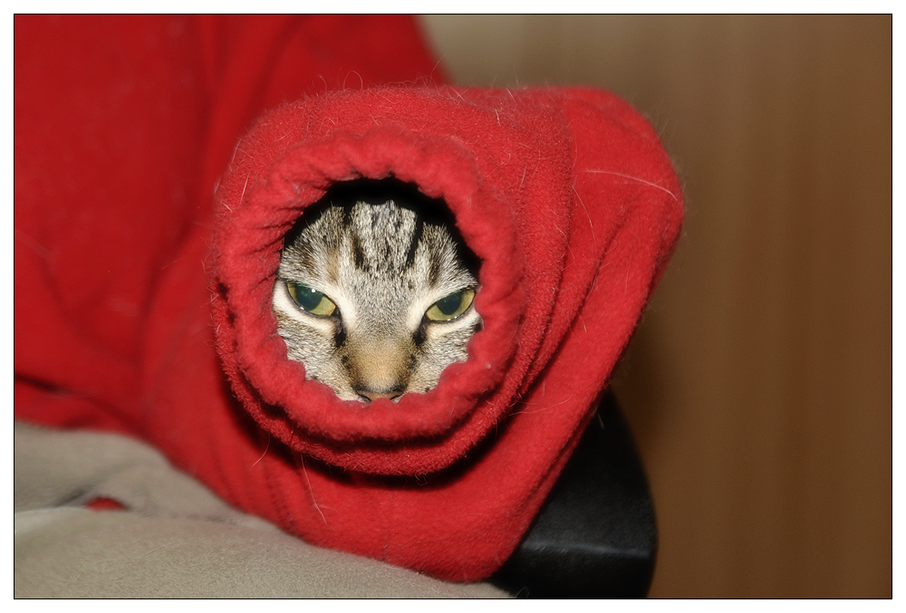 Kuschelmaus Foto & Bild | tiere, haustiere, katzen Bilder auf fotocommunity