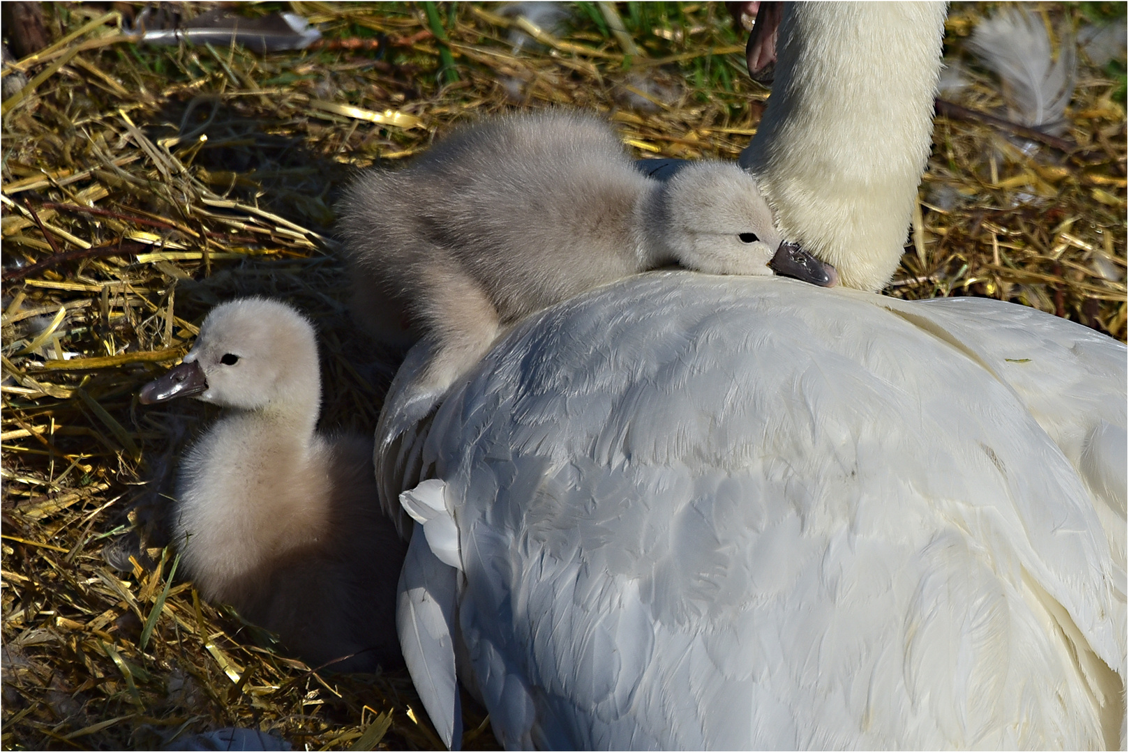 Kuscheln...