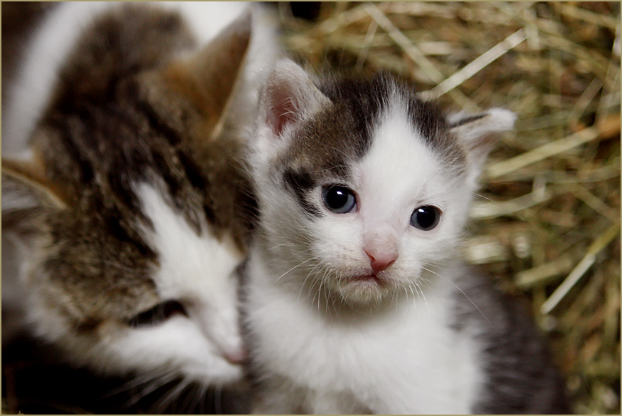 Kuscheln...