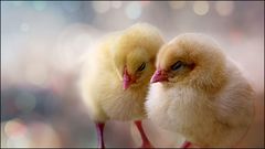 Kuscheln....
