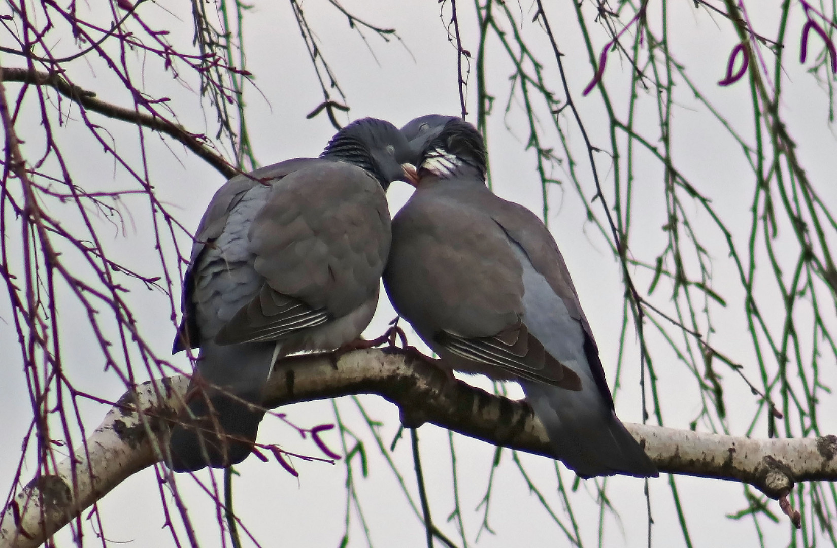 Kuscheln am Valentinstag