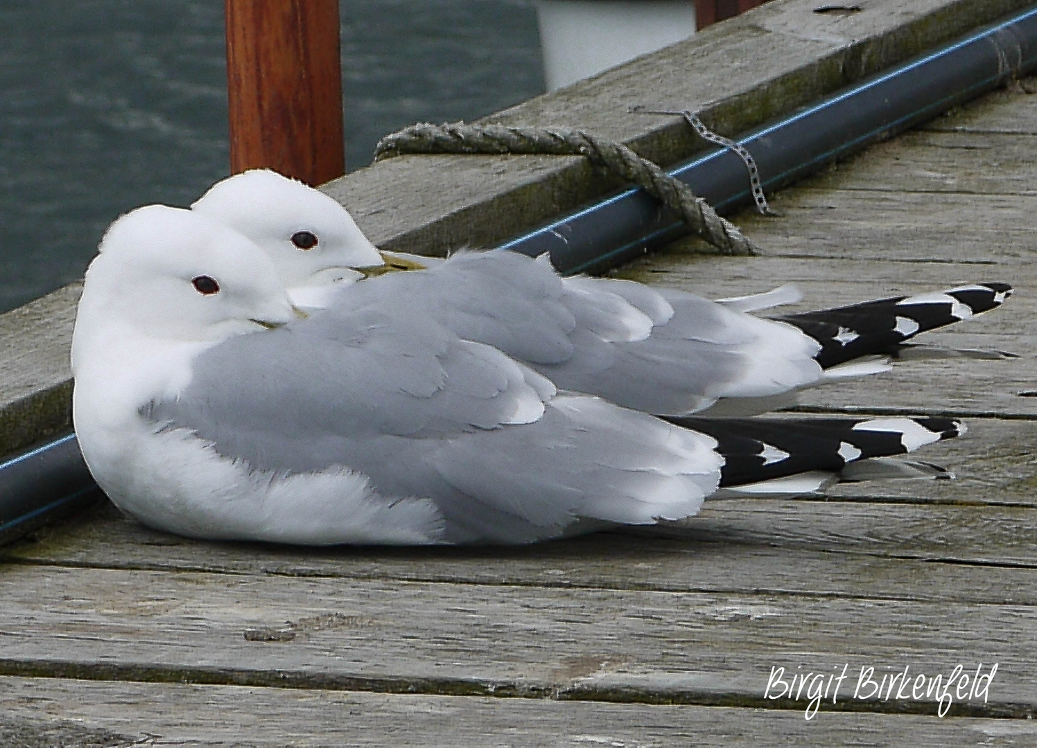 Kuscheln auf dem Steg