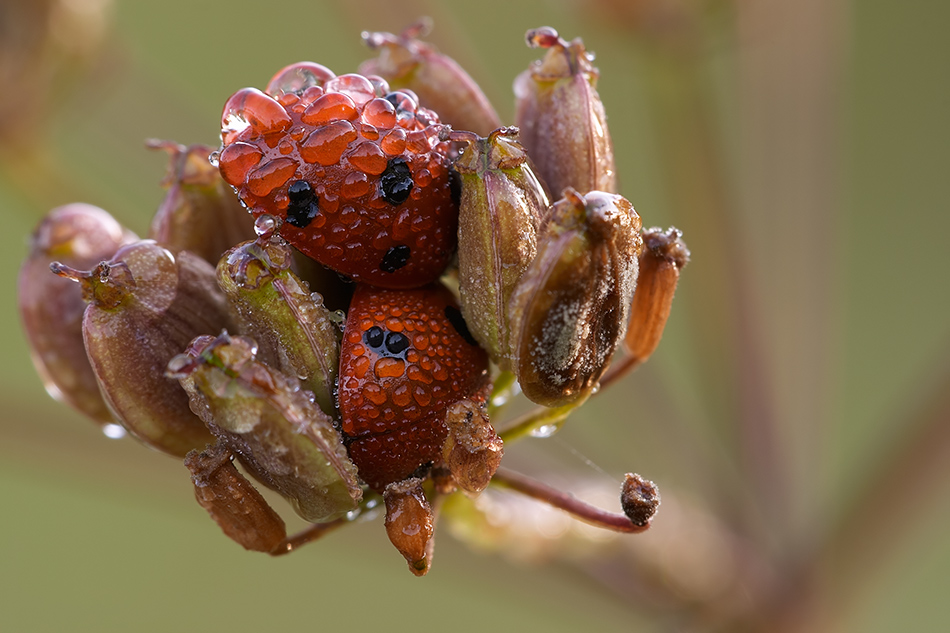 Kuscheln ... by Christoph Mischke