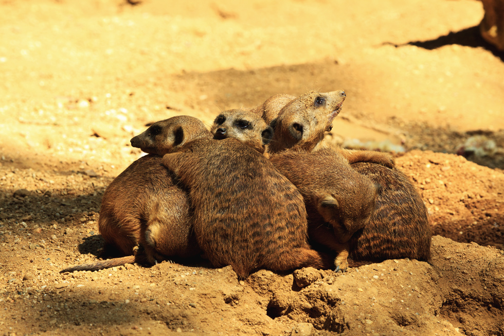 Kuscheln bei 30°C im Schatten...