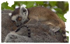 Kuscheln bei Mama