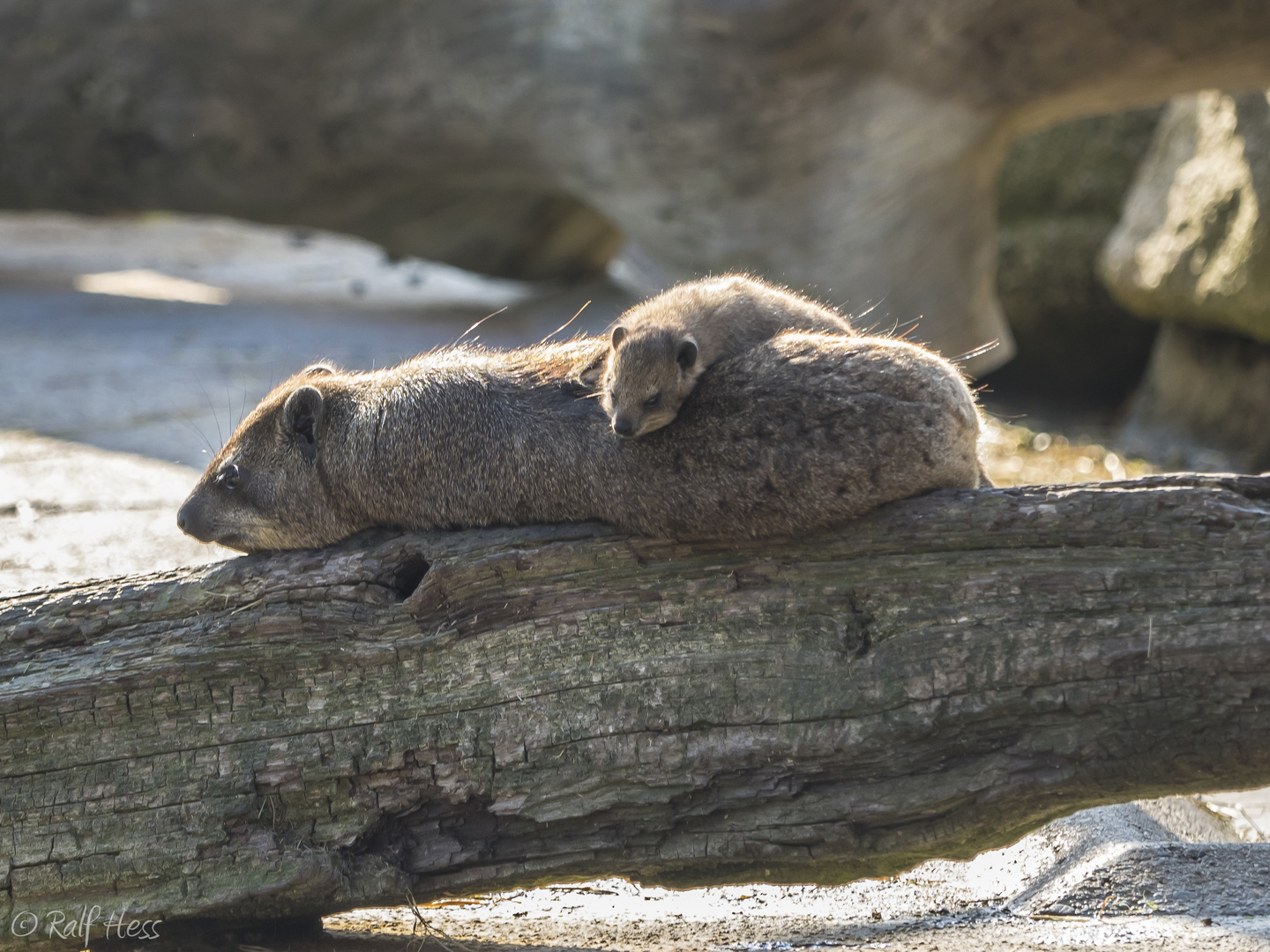 Kuscheln bei Mama