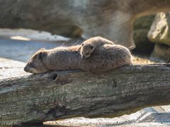 Kuscheln bei Mama