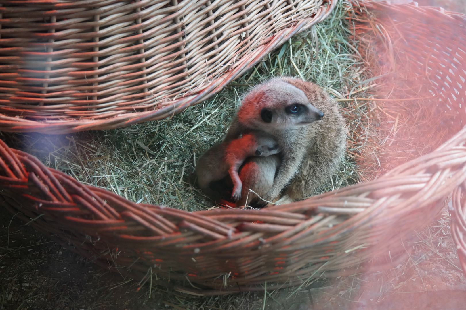 Kuscheln bei Mama