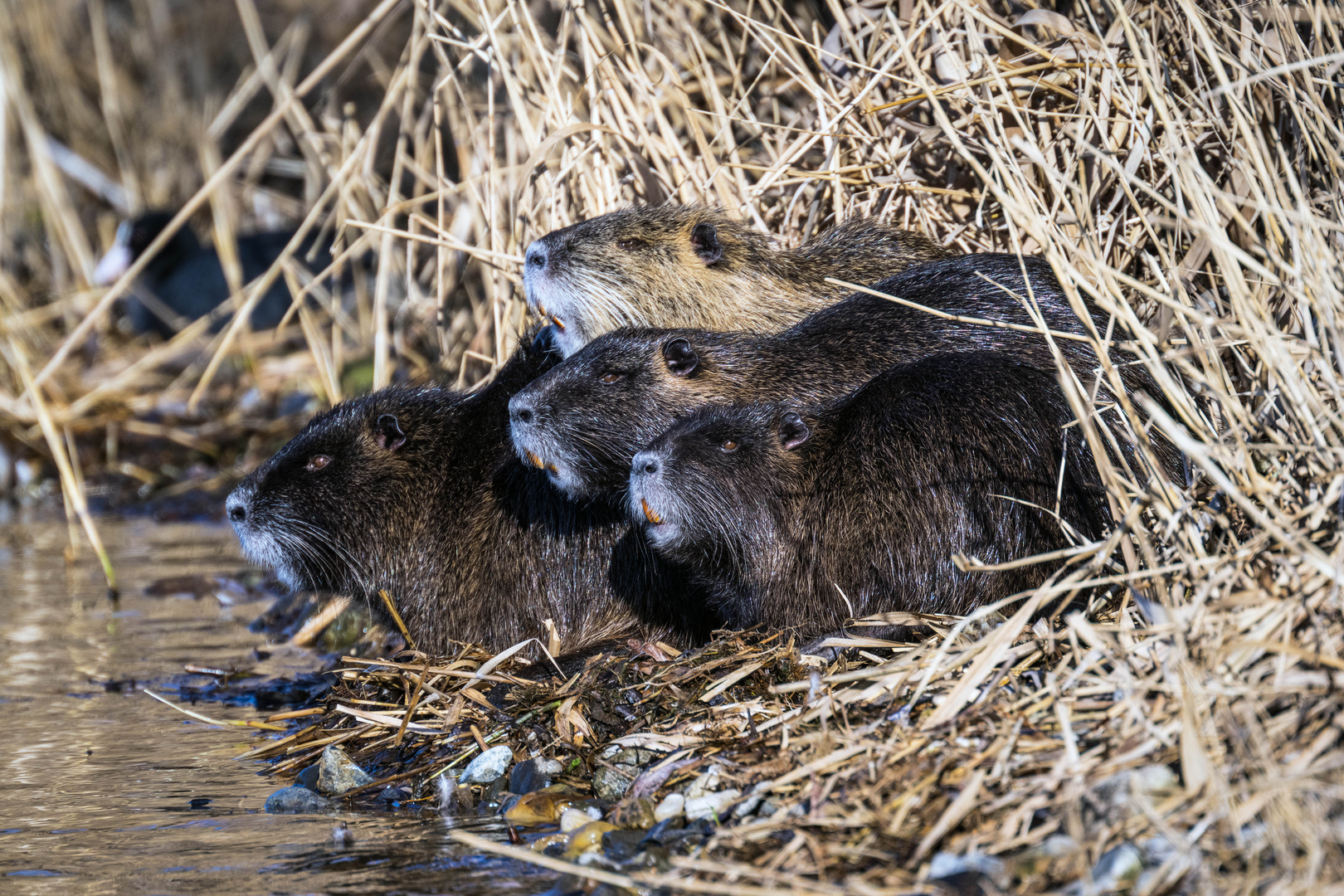 Kuscheln  bei Sonnenschein. 