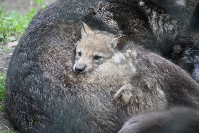 Kuscheln