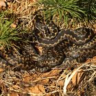 Kuscheln erlaubt - Kreuzottern beim Sonnenbad.