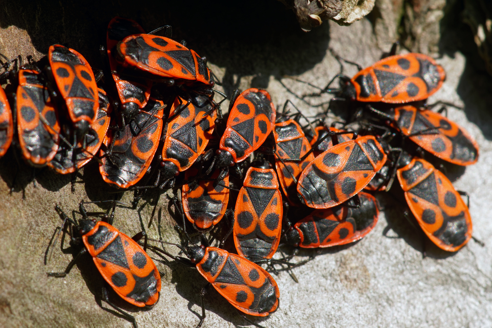 Kuscheln erwünscht -  Gemeine Feuerwanzen (Pyrrhocoris apterus)