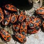 Kuscheln erwünscht -  Gemeine Feuerwanzen (Pyrrhocoris apterus)