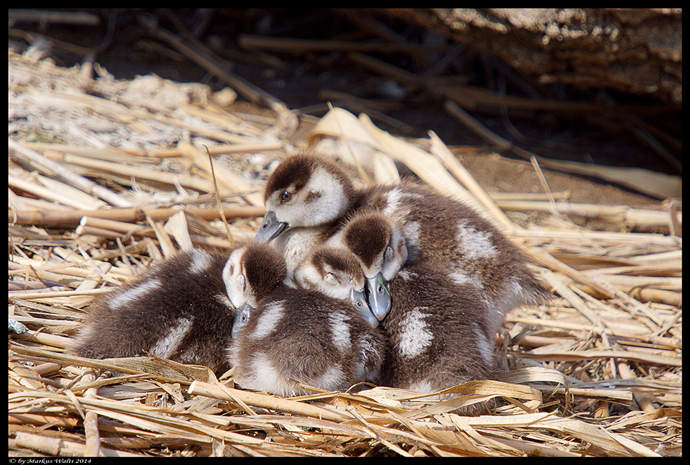 Kuscheln