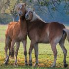 Kuscheln - hab dich lieb! -