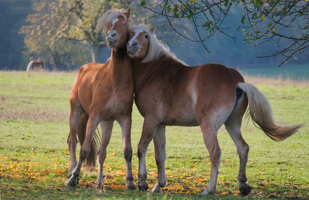 Kuscheln - hab dich lieb! -