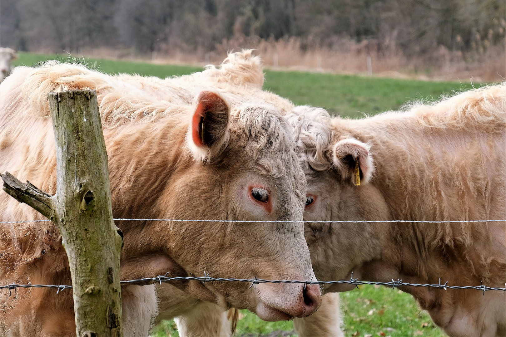 Kuscheln hinterm Zaun