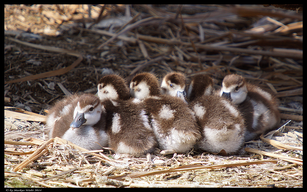 Kuscheln II