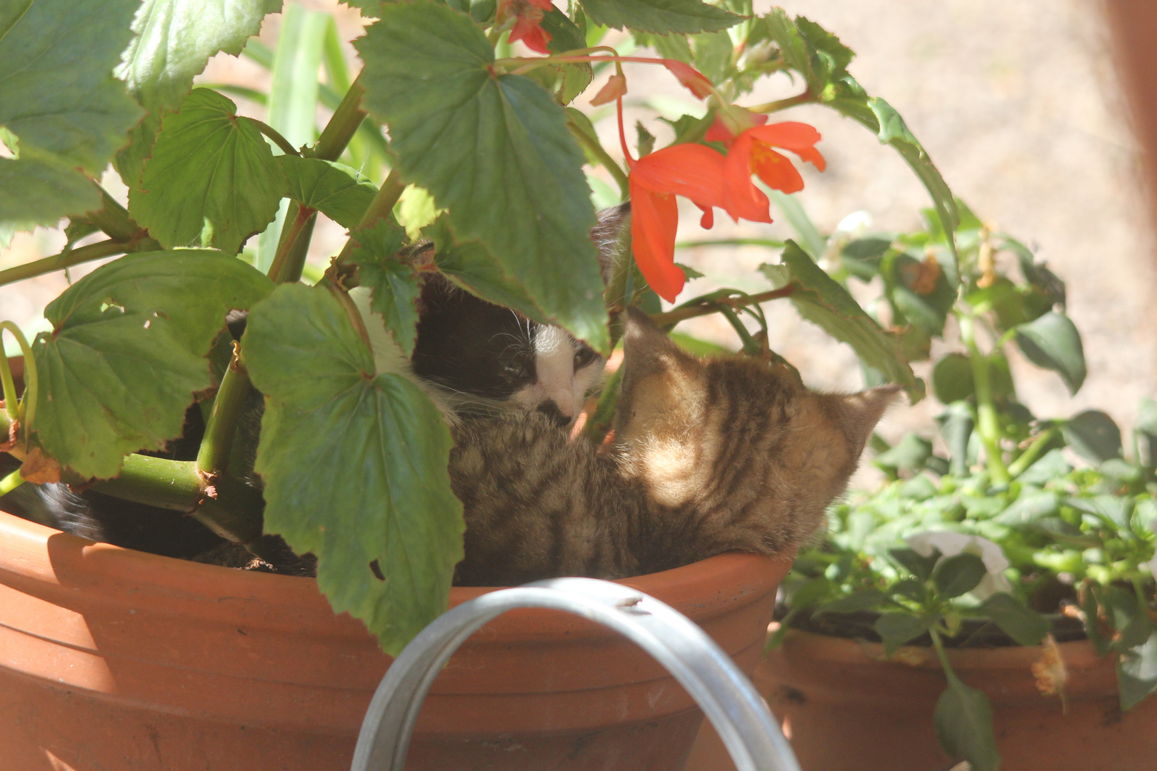 Kuscheln im Blumentopf