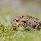 Kuscheln im Grünen. Erdkrötenpaarung