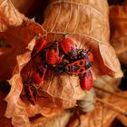 Kuscheln im Herbstlaub