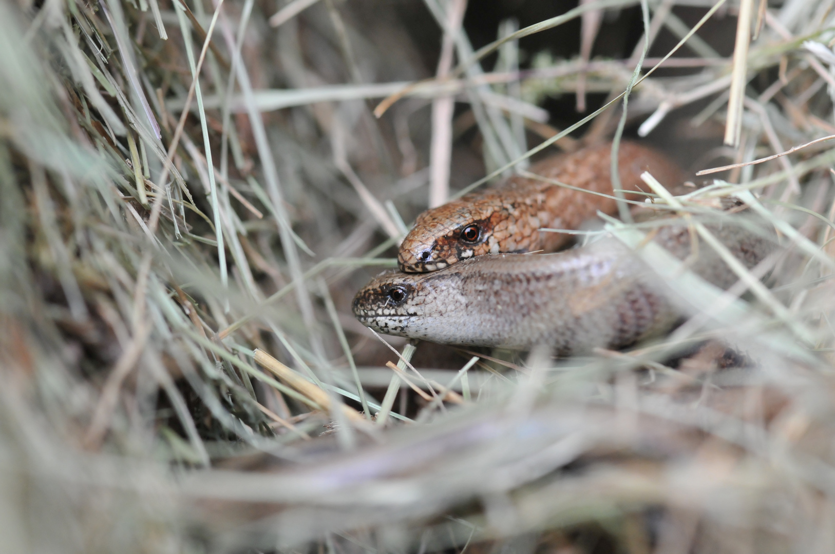 Kuscheln Im Heu Blindschleichen Bei Der Fortpflanzung Erwischt Foto Bild Tiere Wildlife Amphibien Reptilien Bilder Auf Fotocommunity