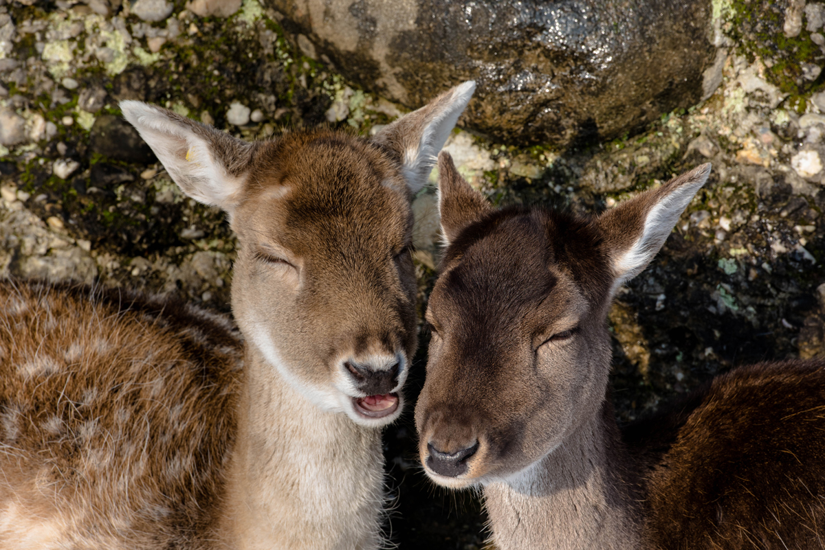 Kuscheln im Hirschpark