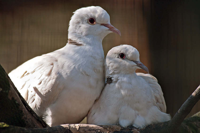 Kuscheln im Kaisergarten