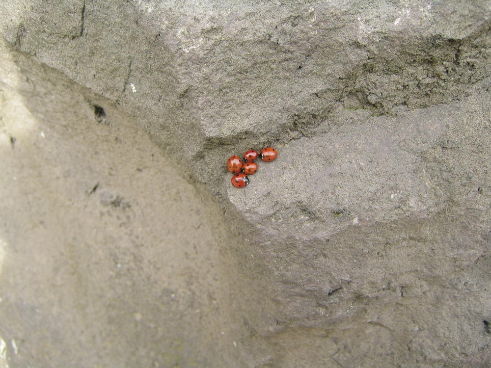 Kuscheln im kalten Xanten