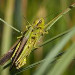 kuscheln im schilf