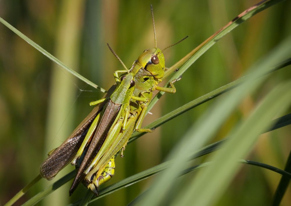 kuscheln im schilf