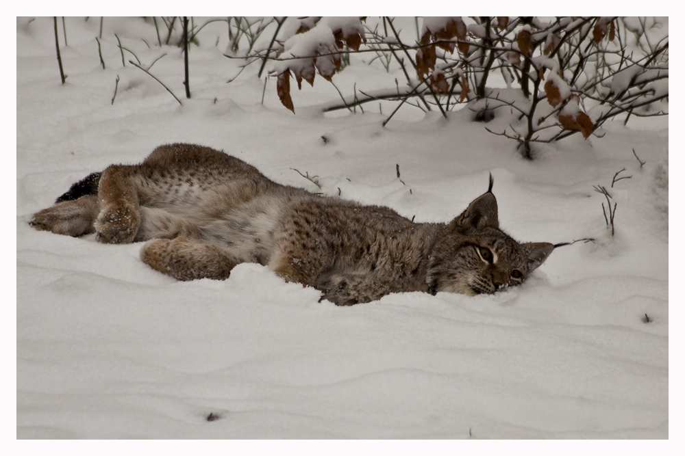 Kuscheln im Schnee