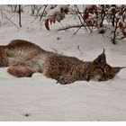 Kuscheln im Schnee