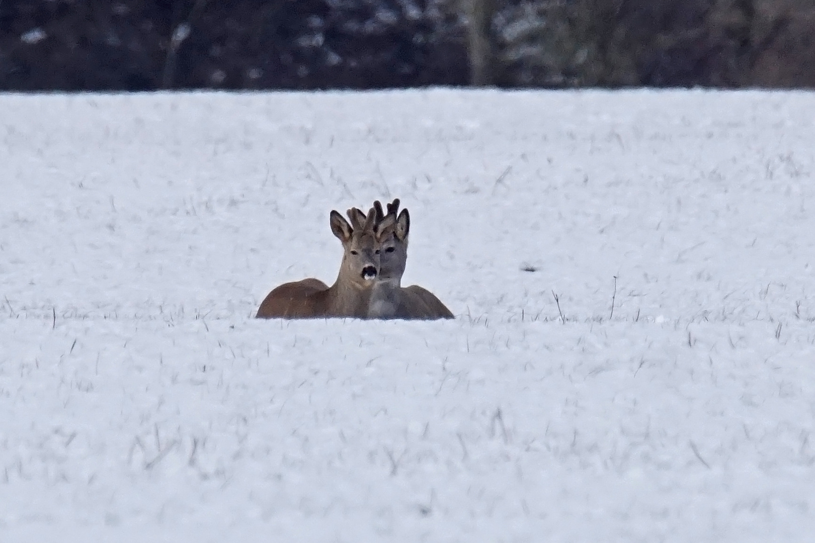 Kuscheln im Schnee