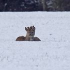 Kuscheln im Schnee