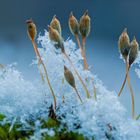 Kuscheln im Schnee!